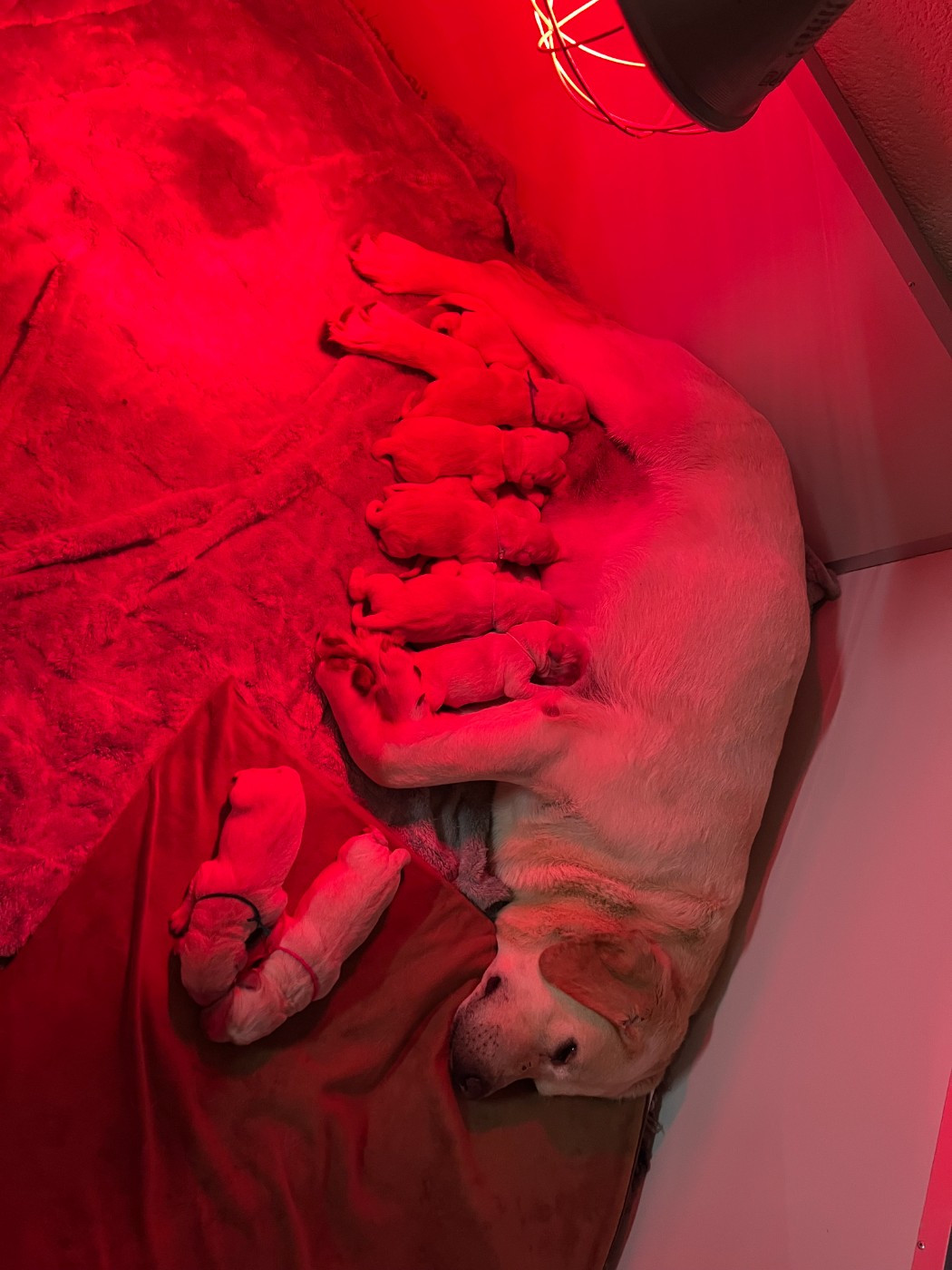 Ils sont enfin arrivés !!!