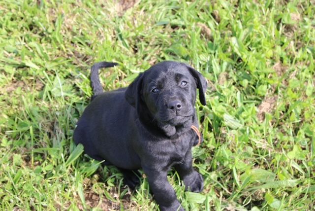 Mr Noir collier marron est à la recherche de sa famille pour la vie