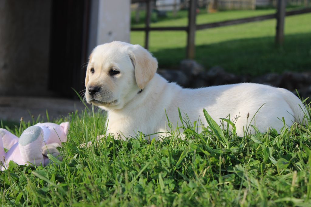 Of The Little Snow - Chiots disponibles - Labrador Retriever