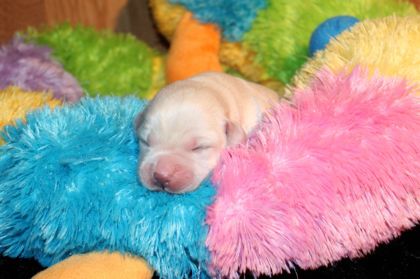 Of The Little Snow - Chiots disponibles - Labrador Retriever