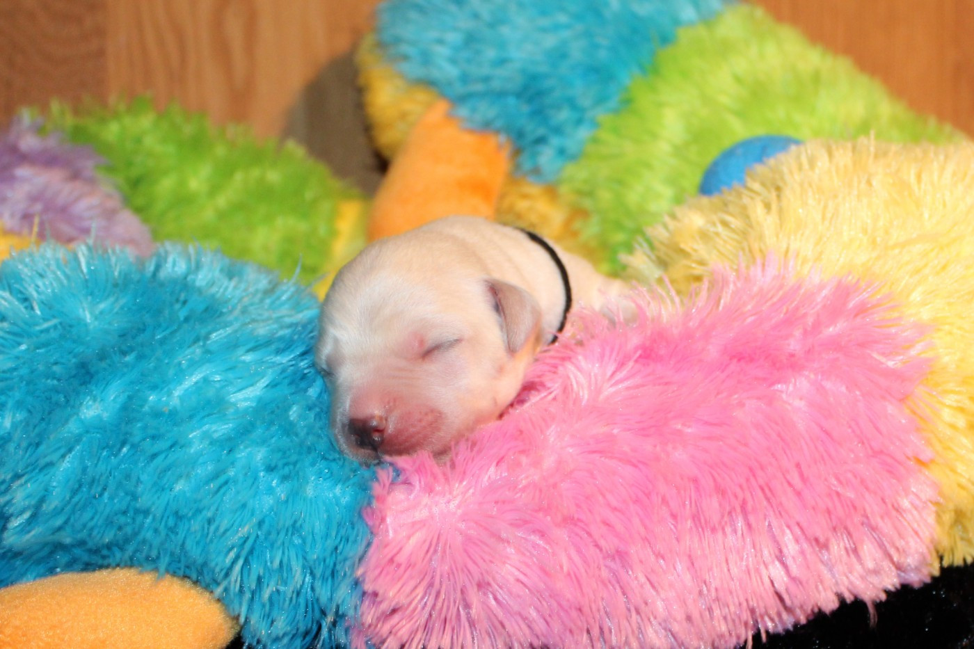 Of The Little Snow - Chiots disponibles - Labrador Retriever