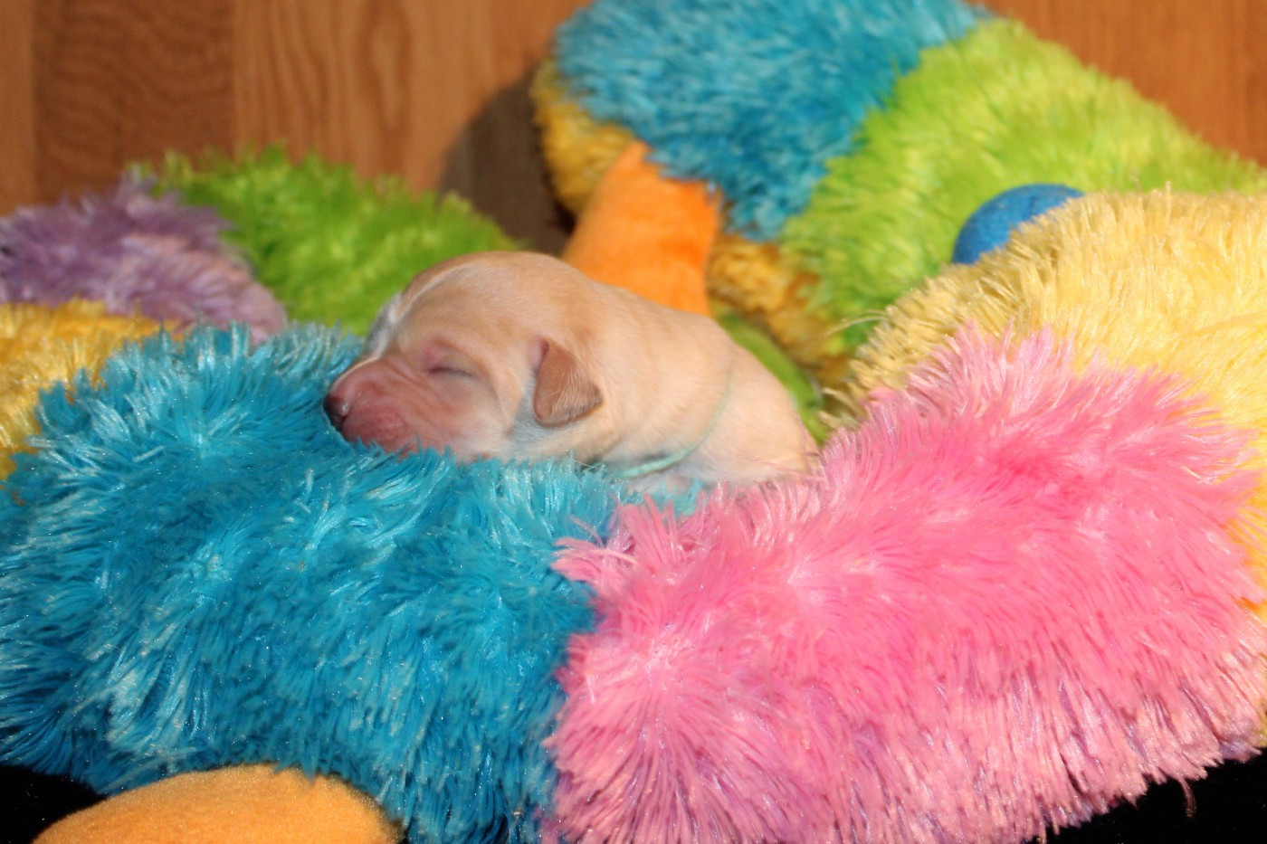 Of The Little Snow - Chiots disponibles - Labrador Retriever