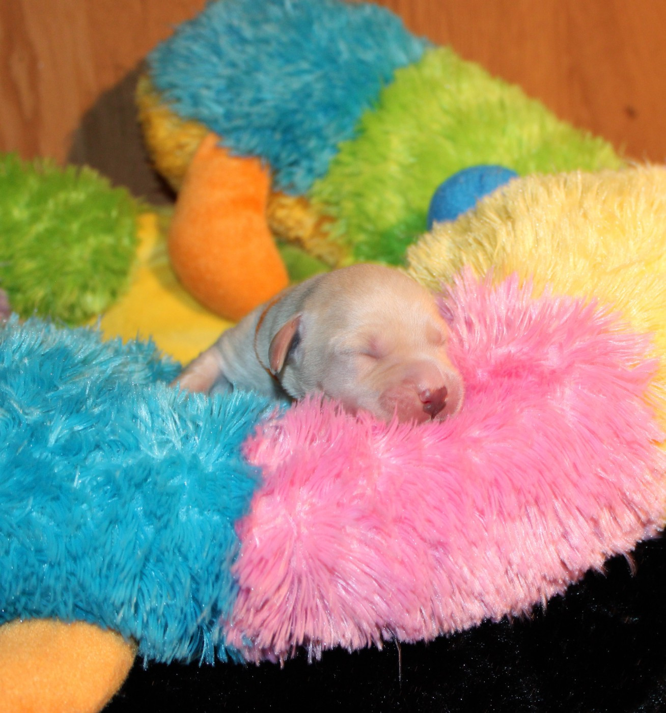 Of The Little Snow - Chiots disponibles - Labrador Retriever