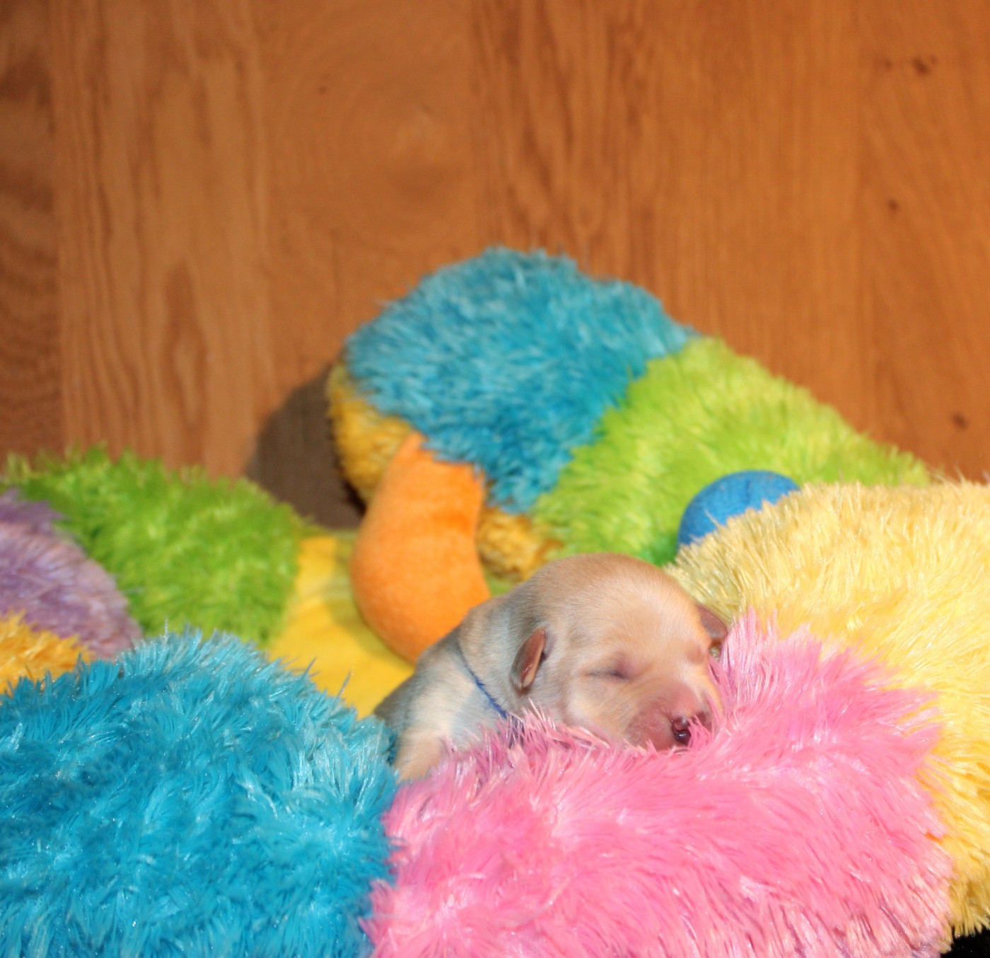 Of The Little Snow - Chiots disponibles - Labrador Retriever