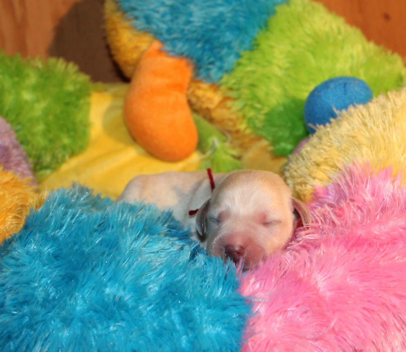 Of The Little Snow - Chiots disponibles - Labrador Retriever