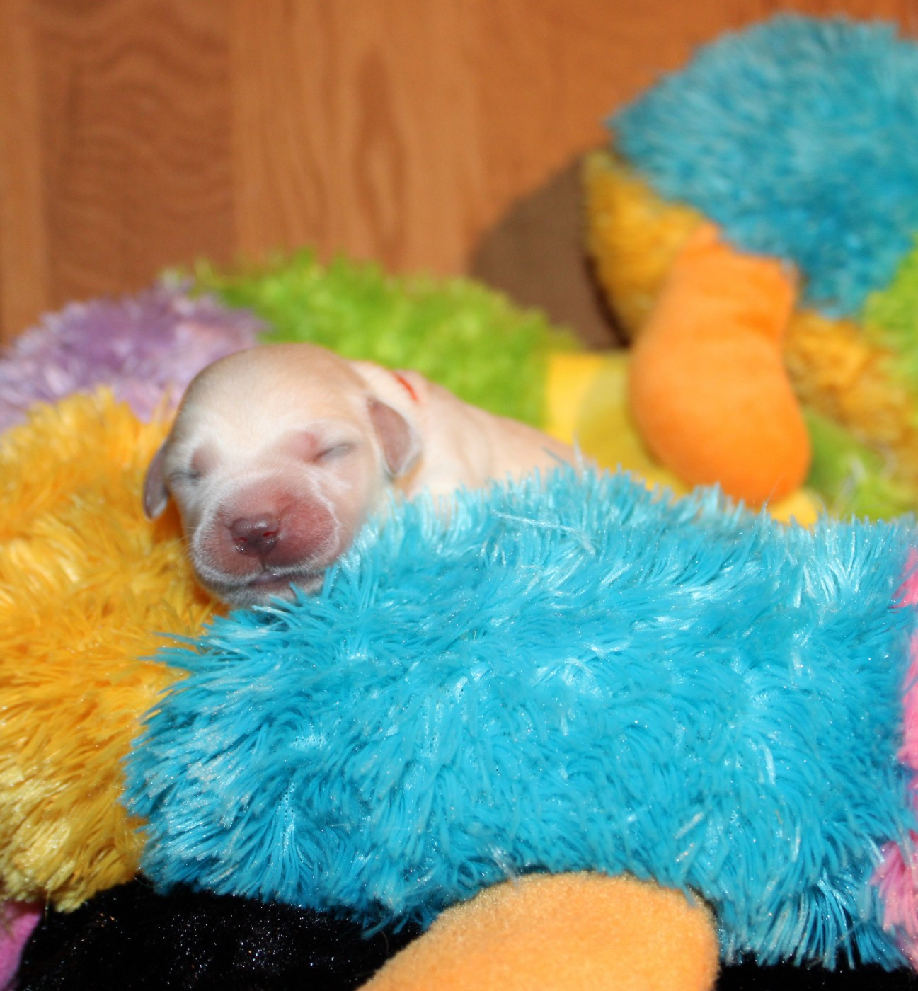 Of The Little Snow - Chiots disponibles - Labrador Retriever