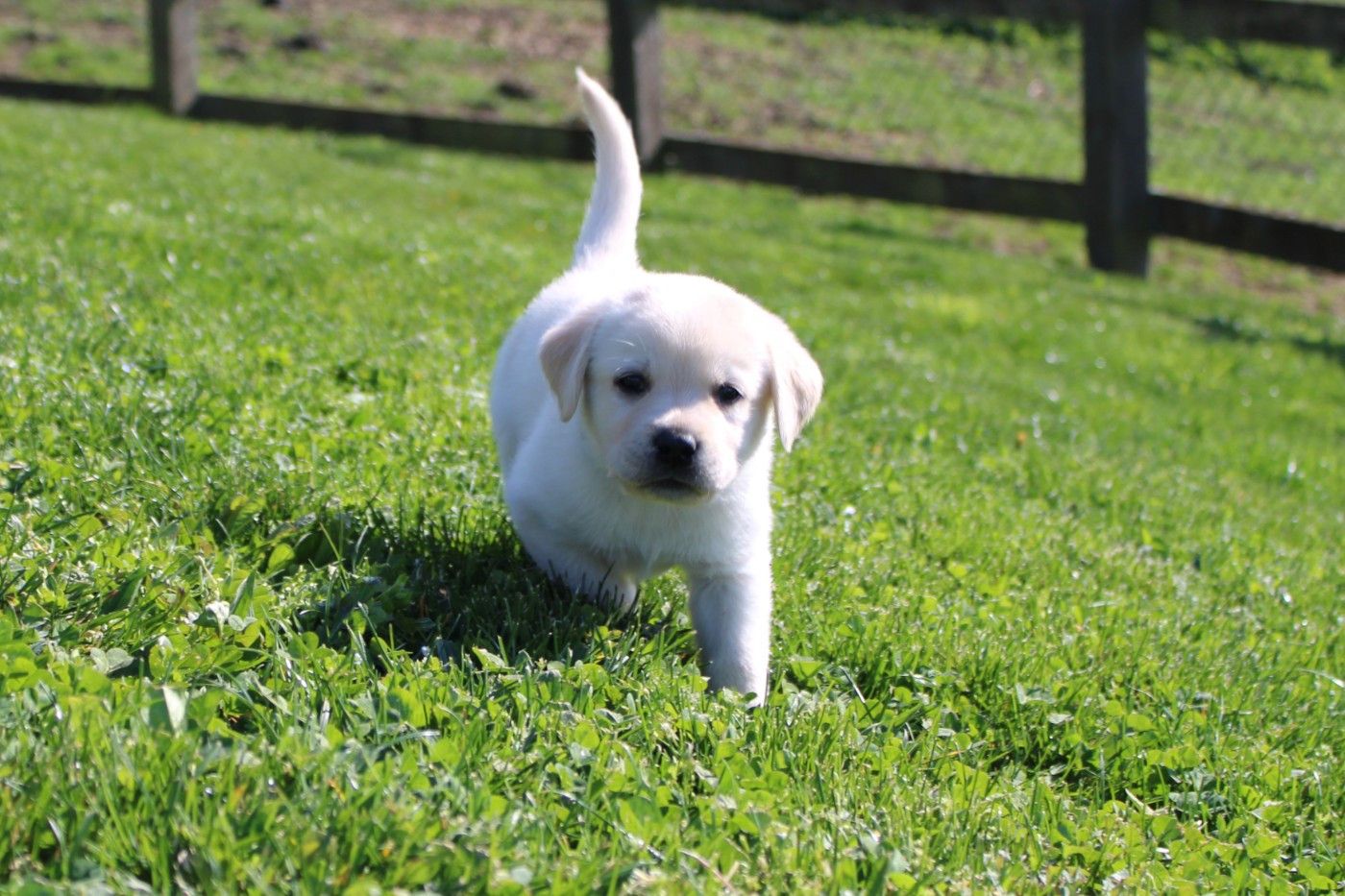 Of The Little Snow - Chiots disponibles - Labrador Retriever