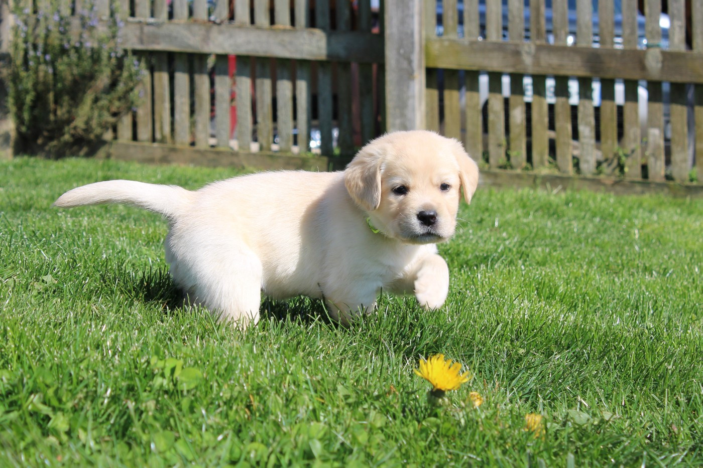 Of The Little Snow - Chiots disponibles - Labrador Retriever