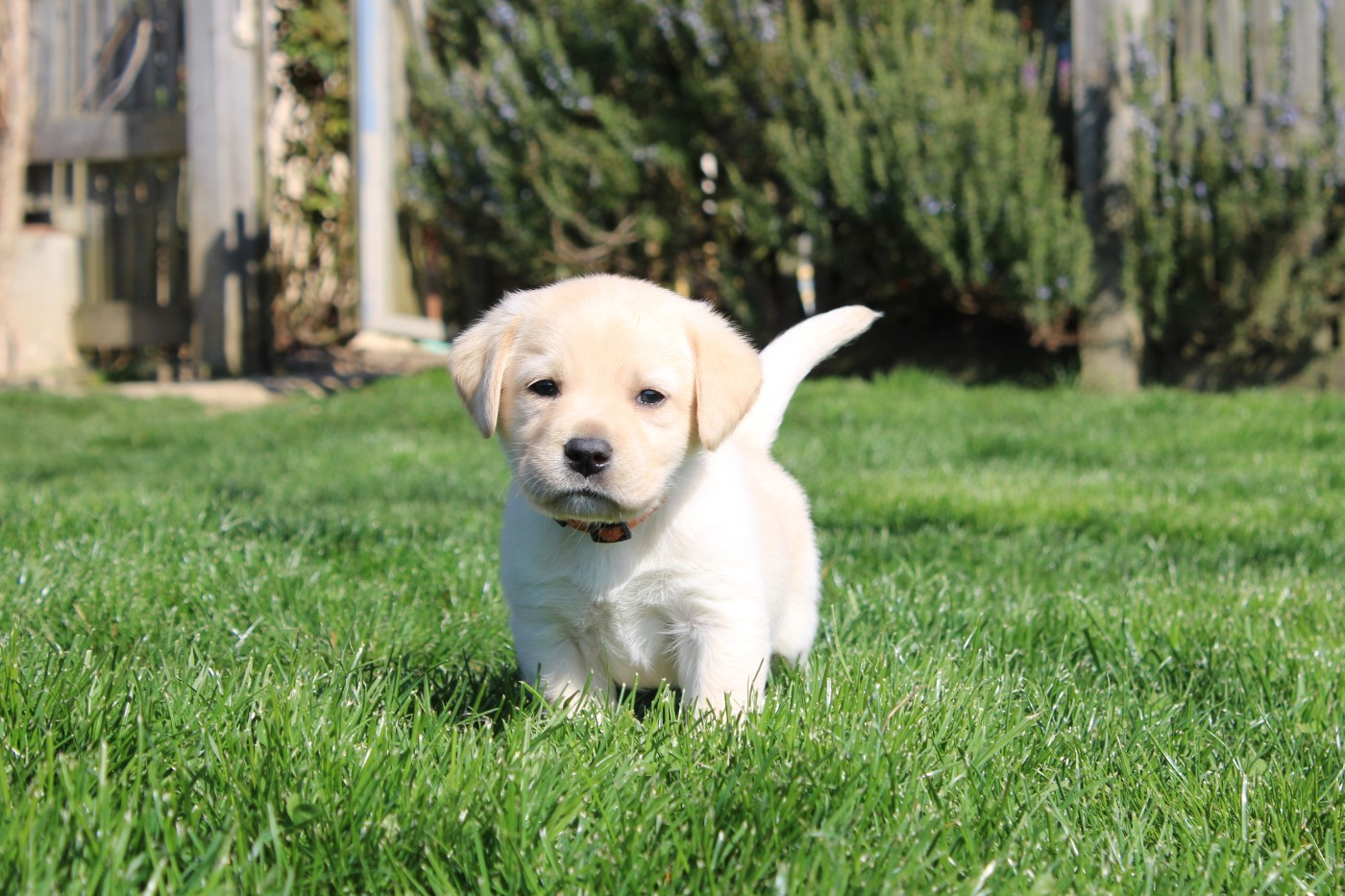 Of The Little Snow - Chiots disponibles - Labrador Retriever