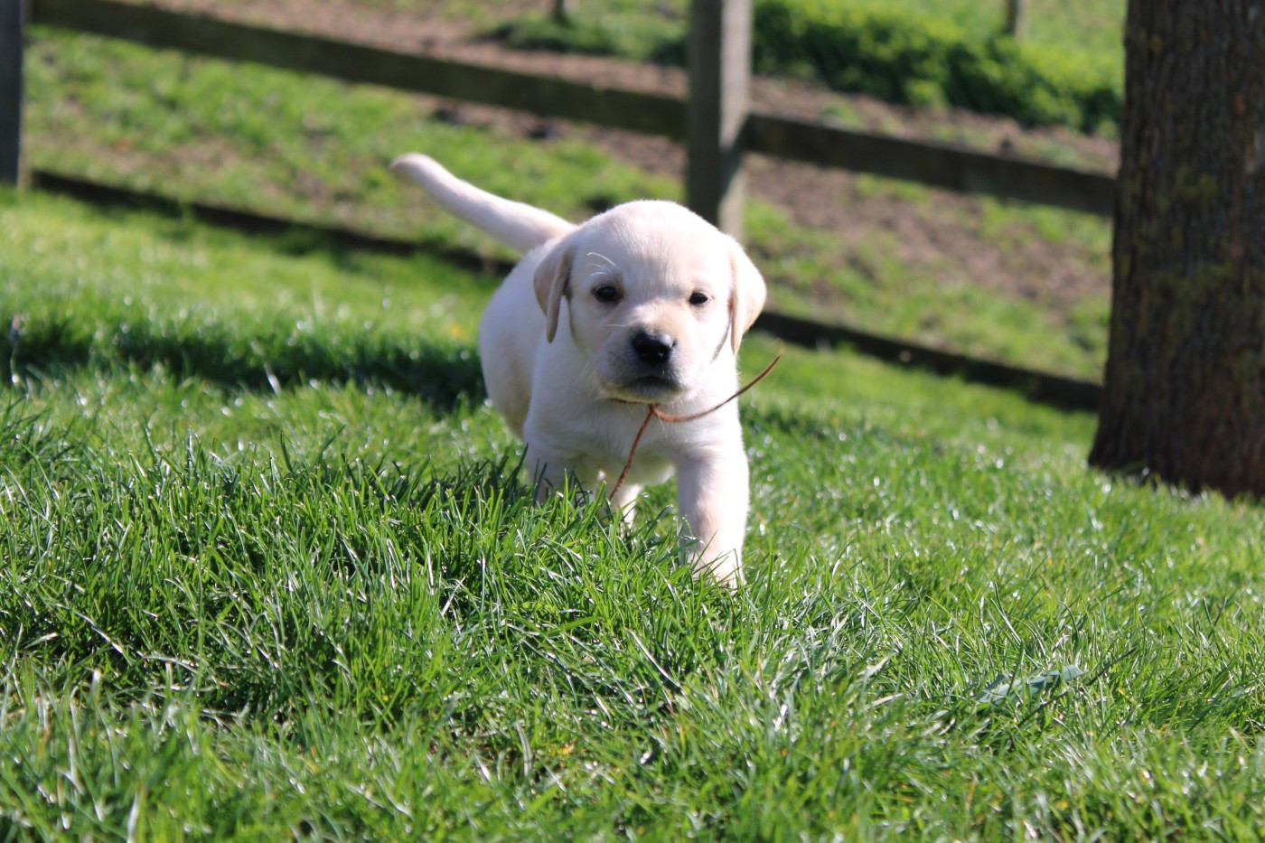 Of The Little Snow - Chiots disponibles - Labrador Retriever