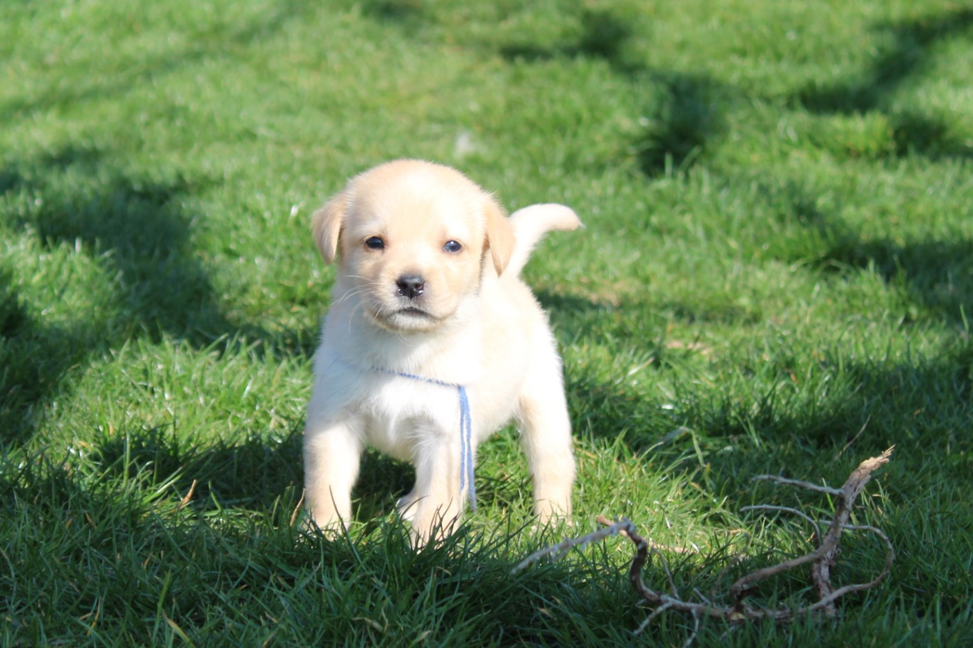 Of The Little Snow - Chiots disponibles - Labrador Retriever
