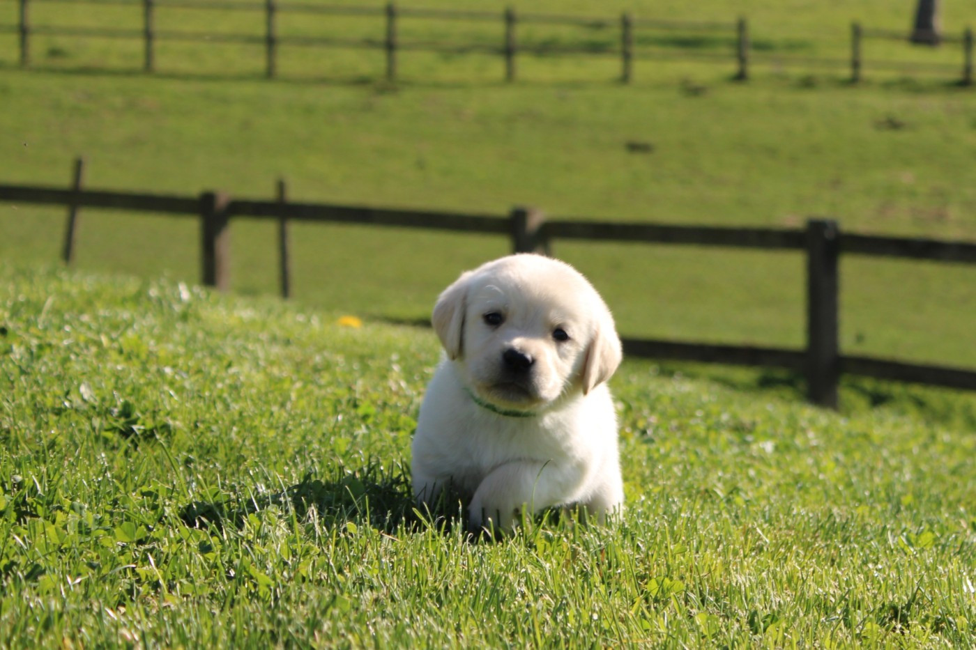 Of The Little Snow - Chiots disponibles - Labrador Retriever