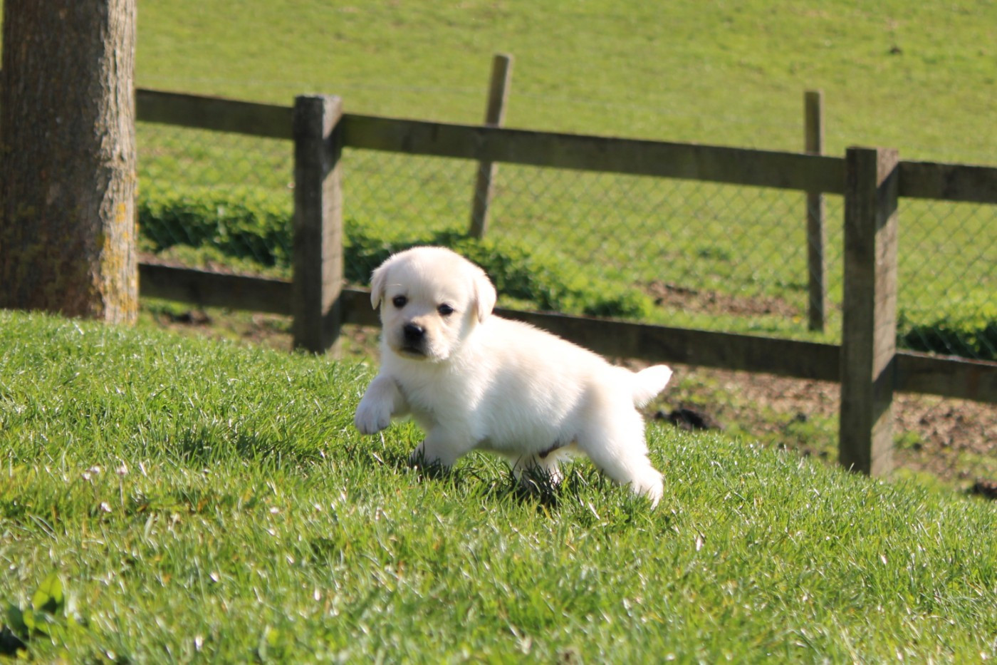 Of The Little Snow - Chiots disponibles - Labrador Retriever