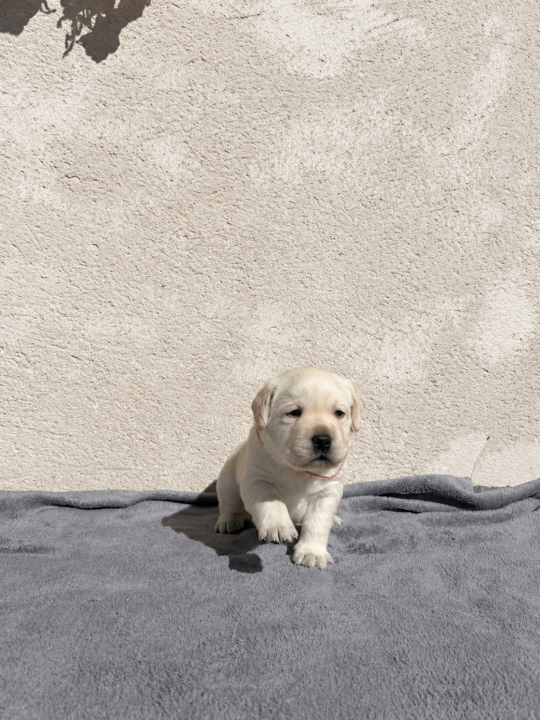 Of The Little Snow - Chiots disponibles - Labrador Retriever