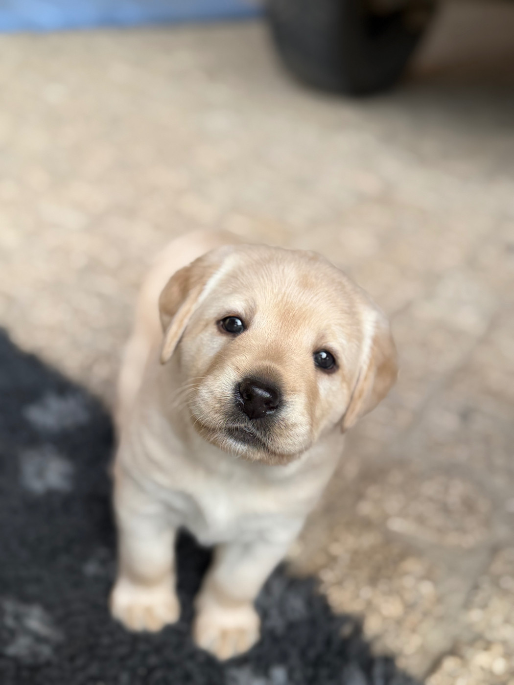 Of The Little Snow - Chiots disponibles - Labrador Retriever