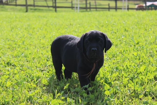 Of The Little Snow - Chiots disponibles - Labrador Retriever