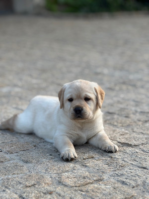 Collier Rose