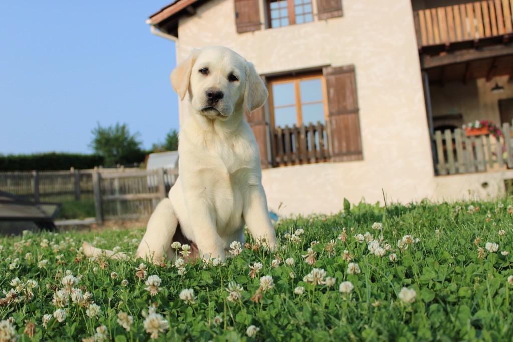 Of The Little Snow - Chiots disponibles - Labrador Retriever